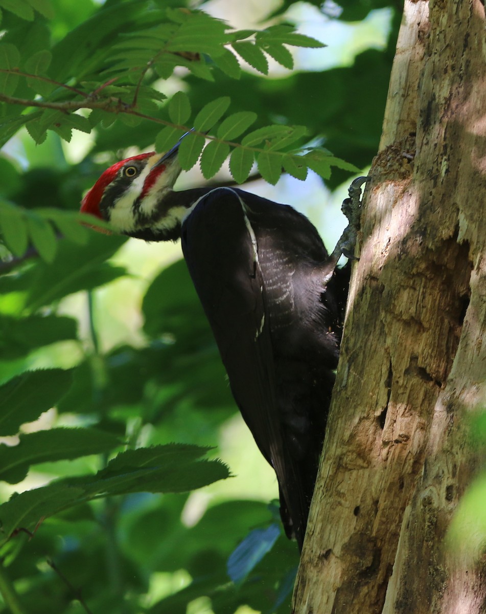 Pileated Woodpecker - ML618725533