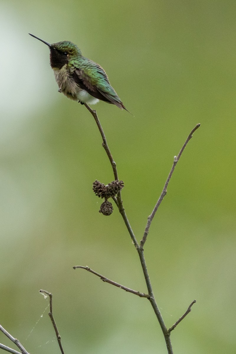 Ruby-throated Hummingbird - ML618725546