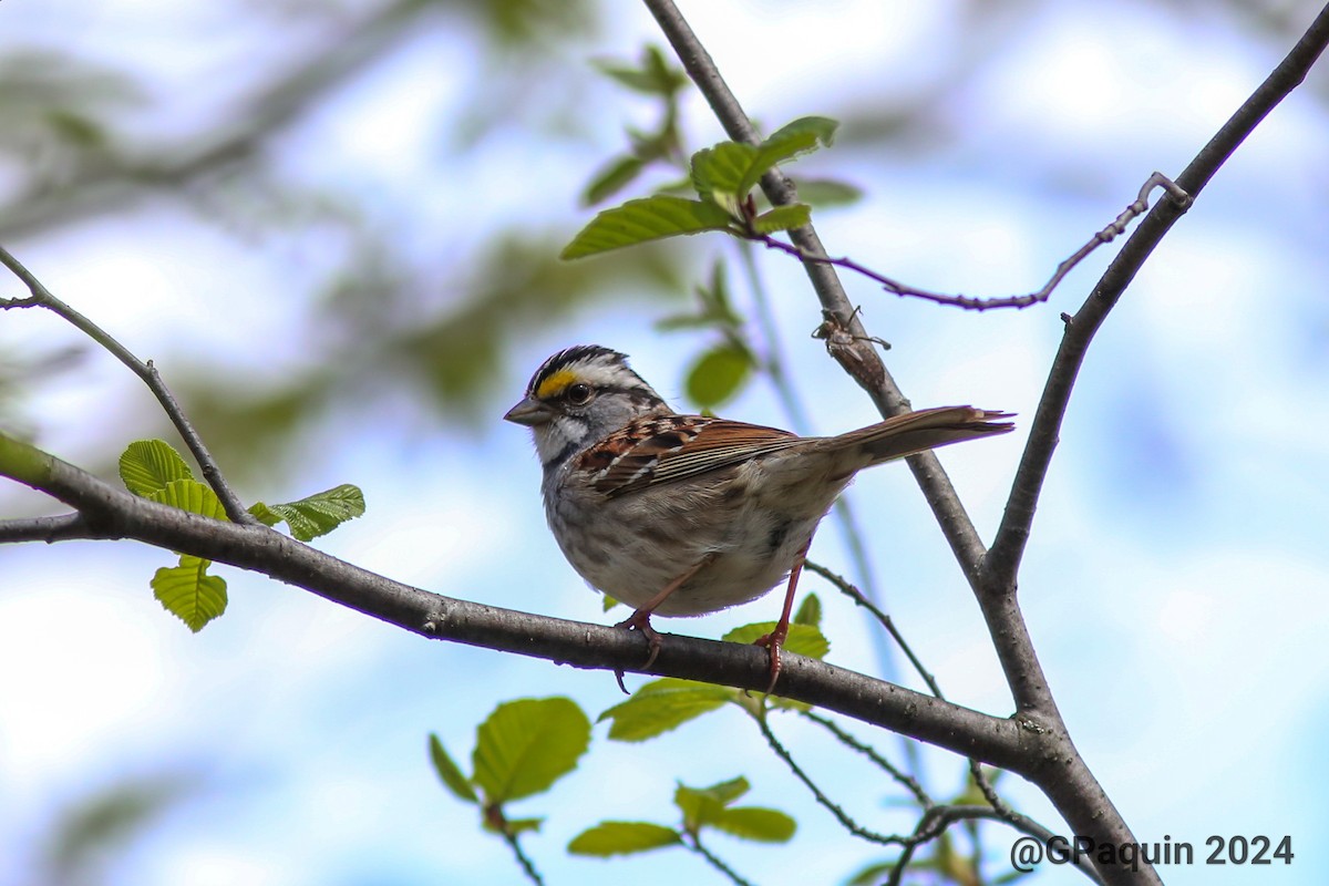 White-throated Sparrow - ML618725552