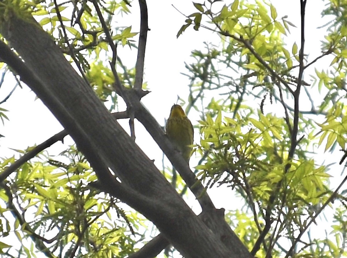 Cape May Warbler - ML618725575
