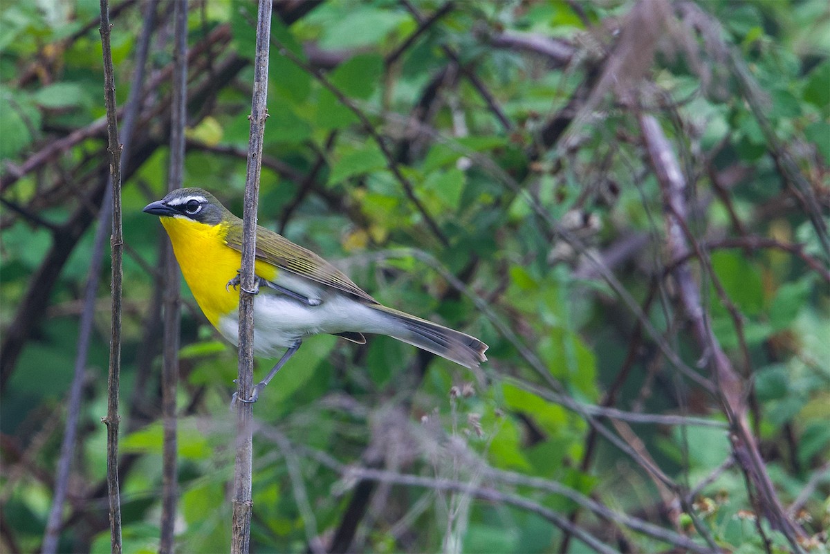 Yellow-breasted Chat - ML618725608