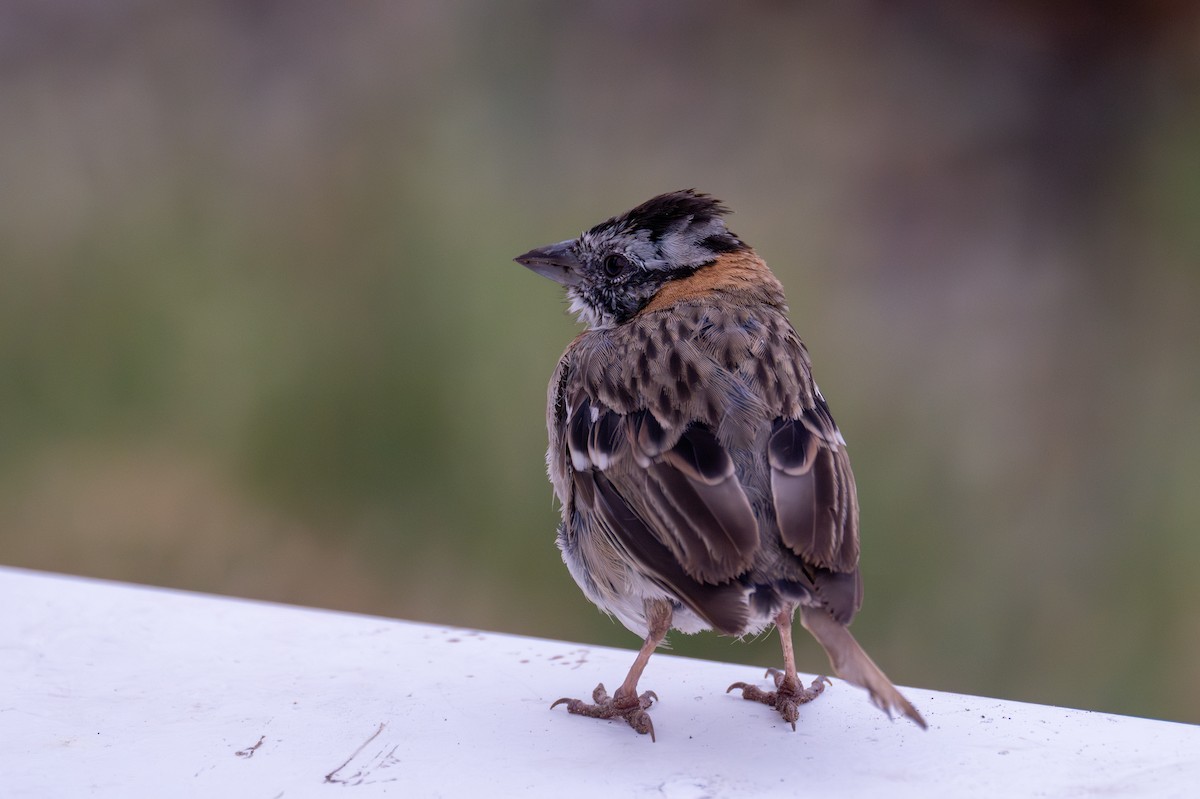 Rufous-collared Sparrow - ML618725625