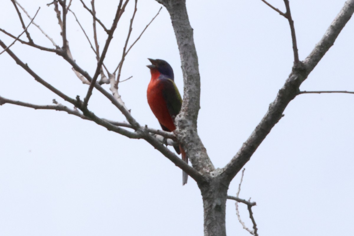 Painted Bunting - ML618725635