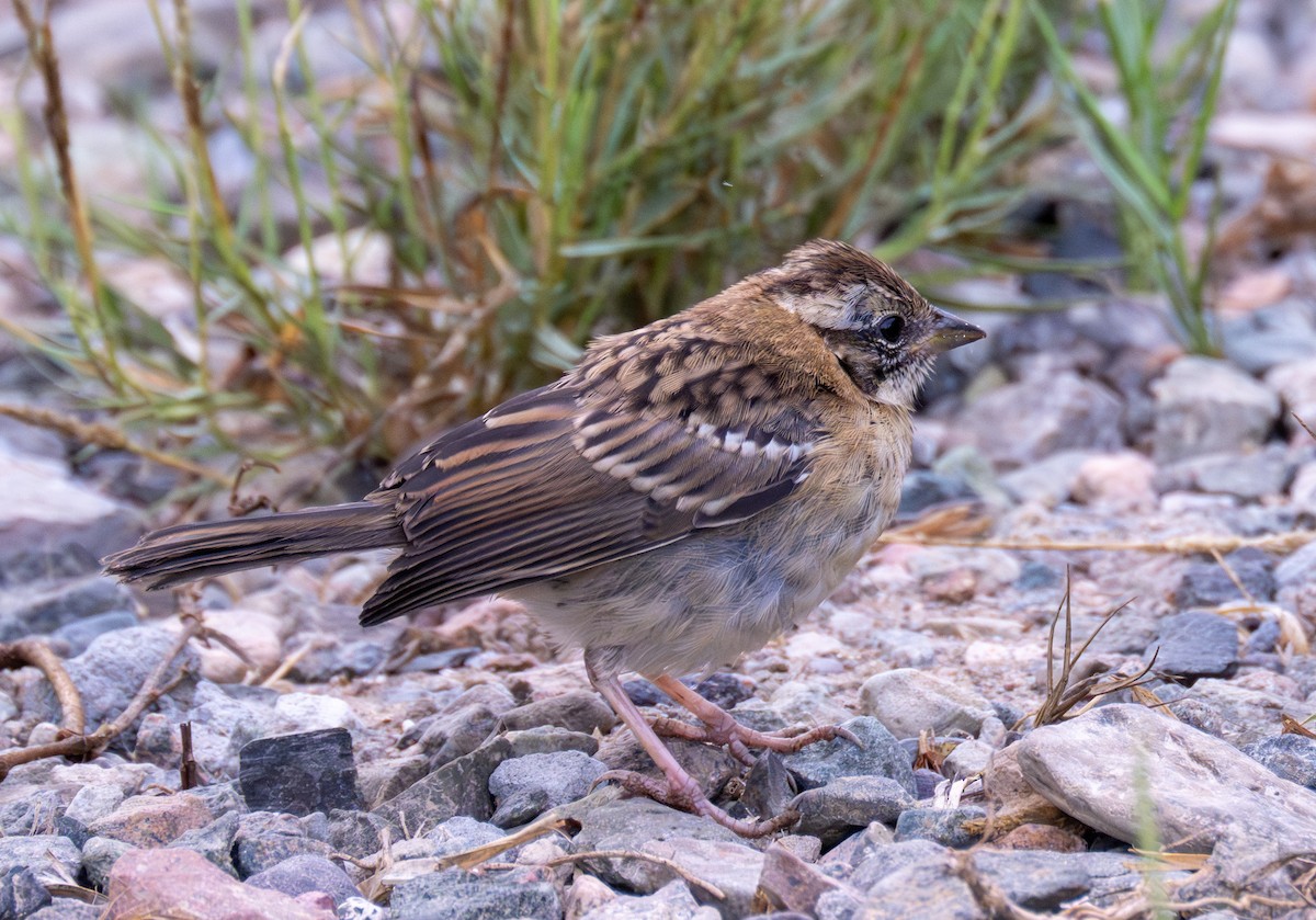 Rufous-collared Sparrow - ML618725638