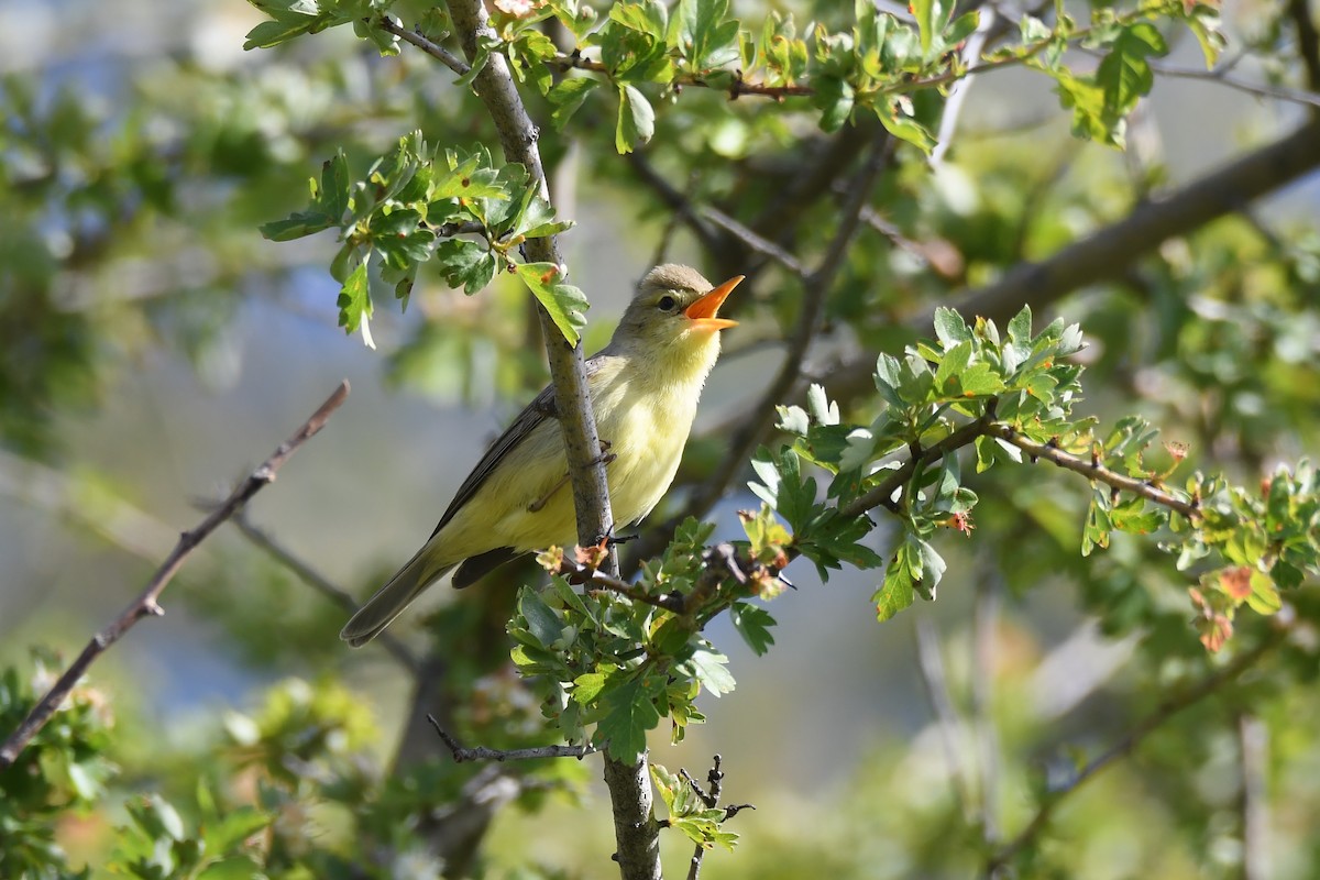 Melodious Warbler - ML618725650