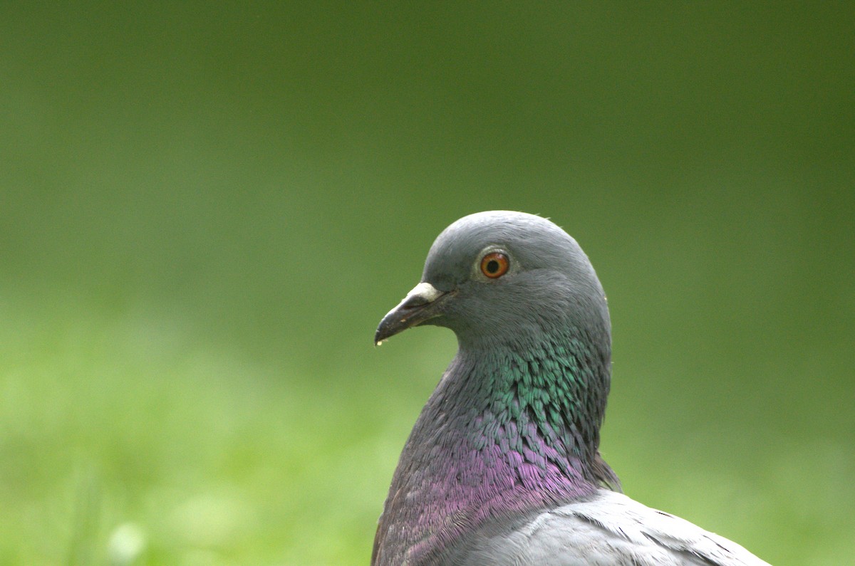 Rock Pigeon (Feral Pigeon) - ML618725679