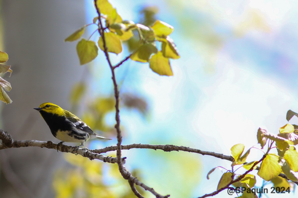 Black-throated Green Warbler - Guy Paquin