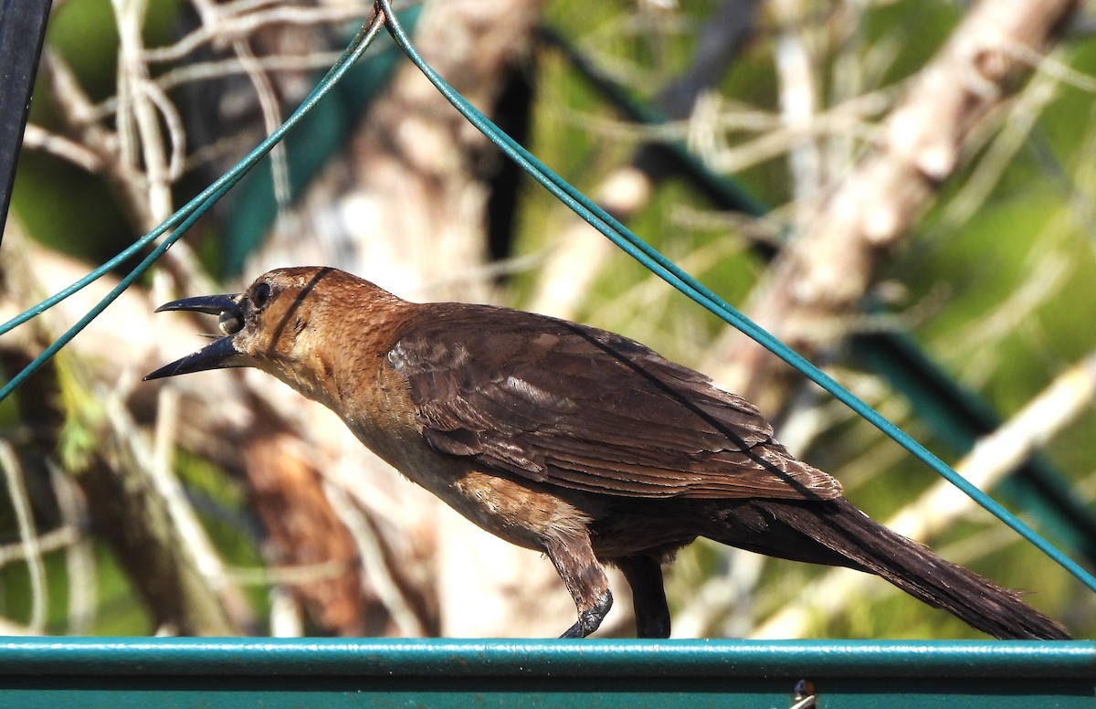 Boat-tailed Grackle - ML618725714