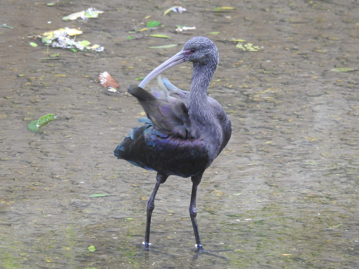 ibis americký - ML618725731