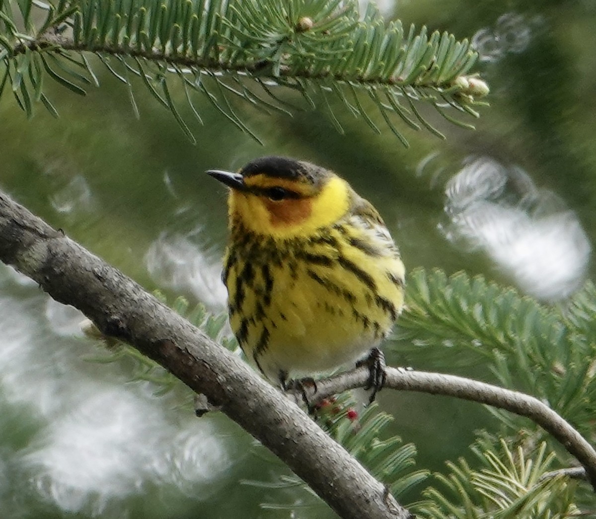 Cape May Warbler - ML618725751