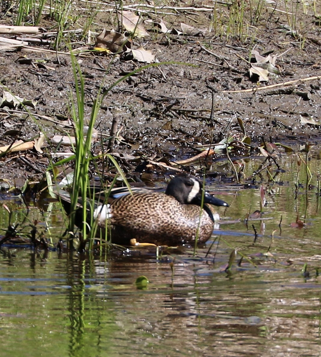 Blue-winged Teal - Mike Fung