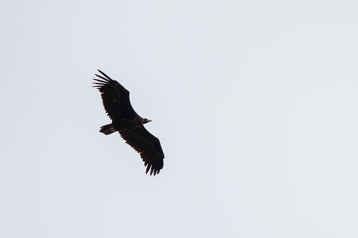 Cinereous Vulture - ML618725772