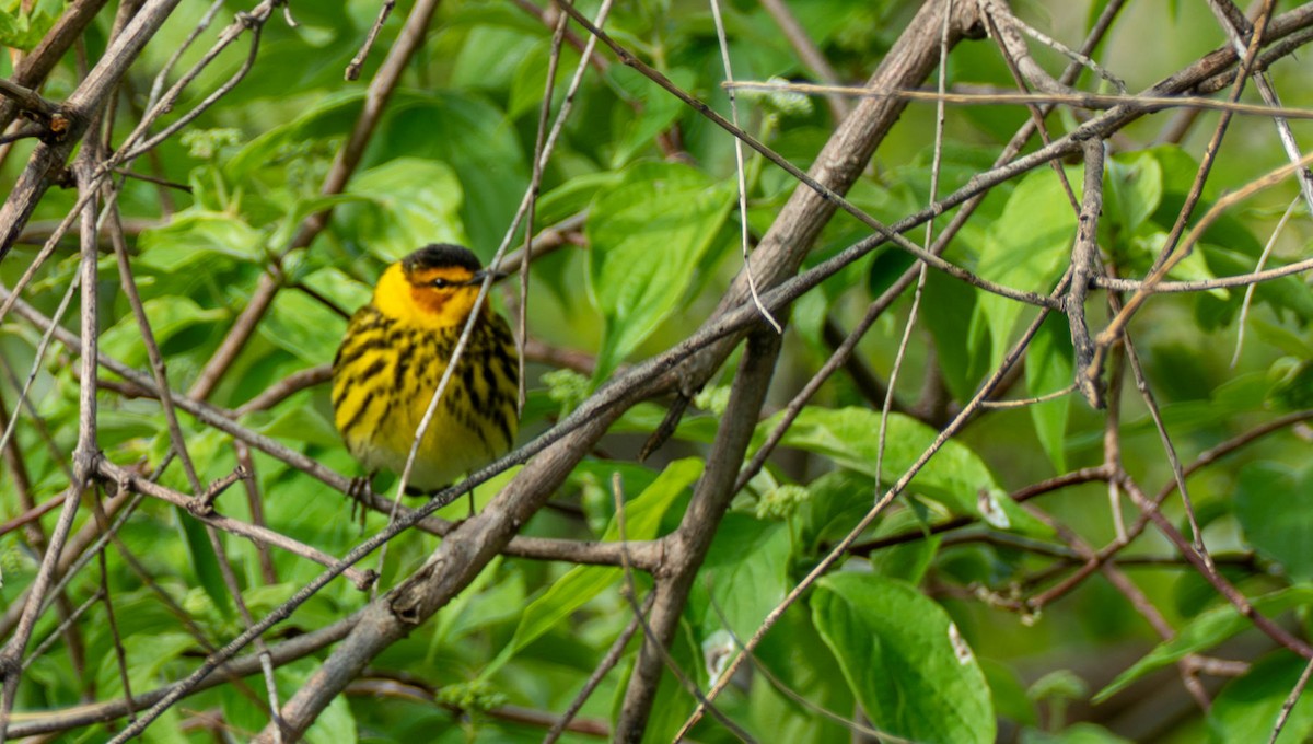 Cape May Warbler - ML618725779