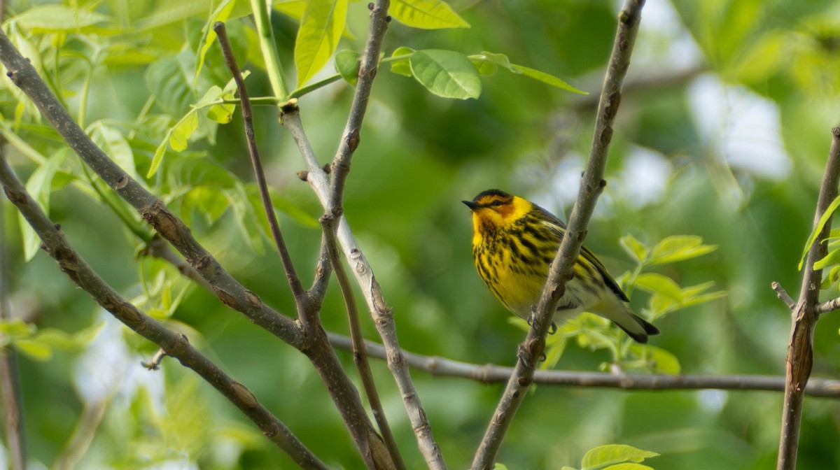 Cape May Warbler - ML618725780