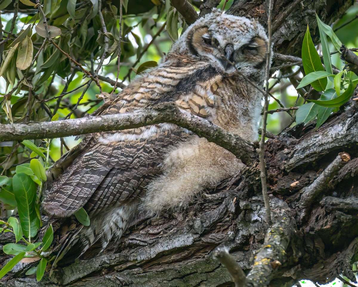 Great Horned Owl - ML618725790