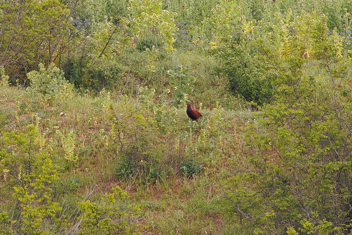 Ring-necked Pheasant - ML618725819