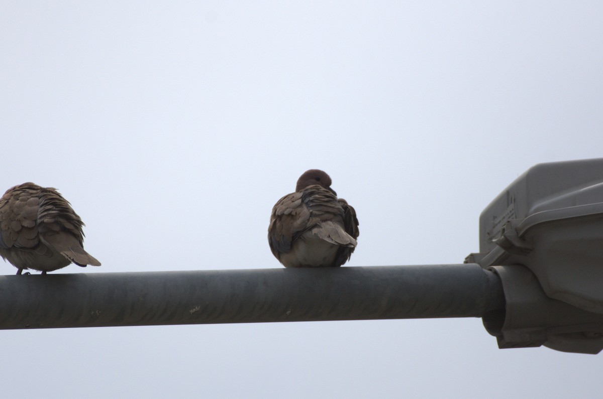 Laughing Dove - ML618725823