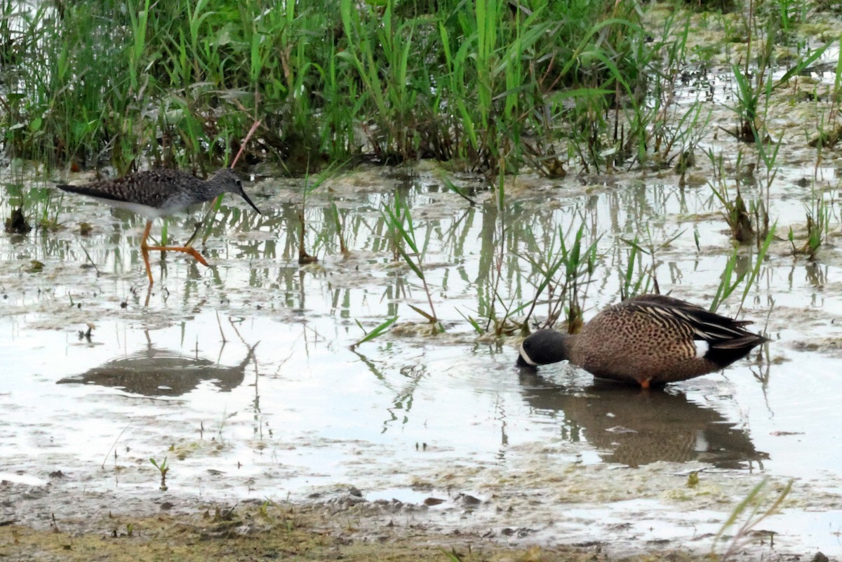 Blue-winged Teal - ML618725829