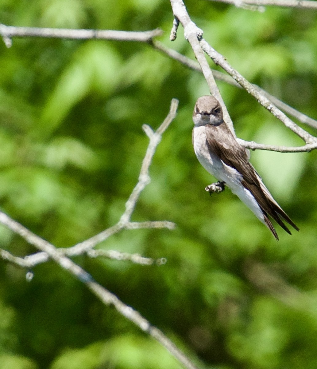 Northern Rough-winged Swallow - ML618725886
