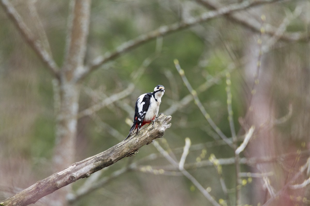 Great Spotted Woodpecker - ML618725915