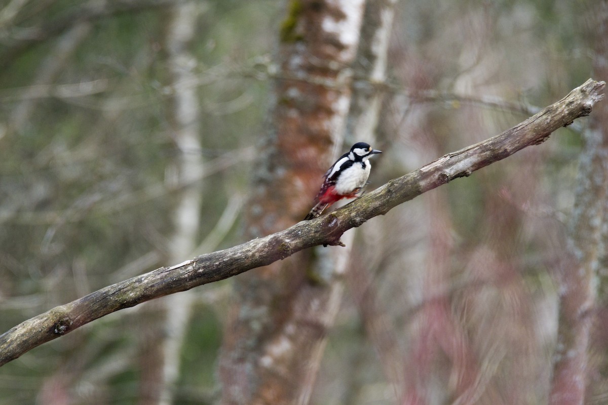 Great Spotted Woodpecker - ML618725916