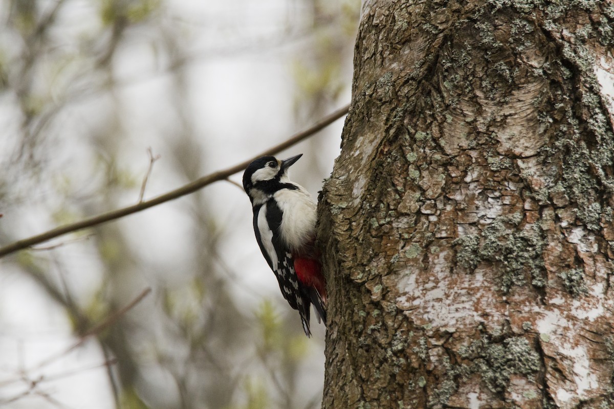 Great Spotted Woodpecker - ML618725917