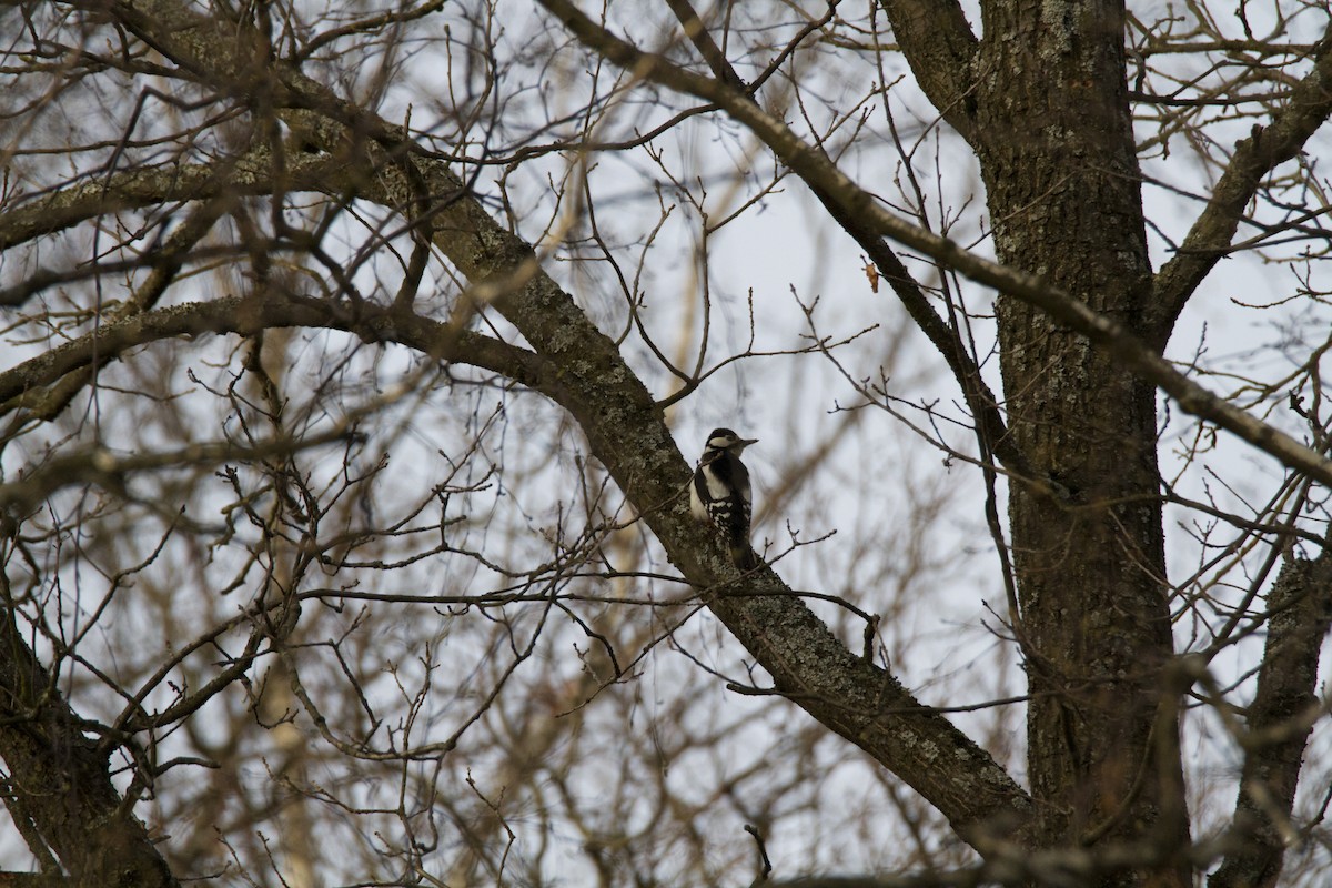Great Spotted Woodpecker - ML618725918