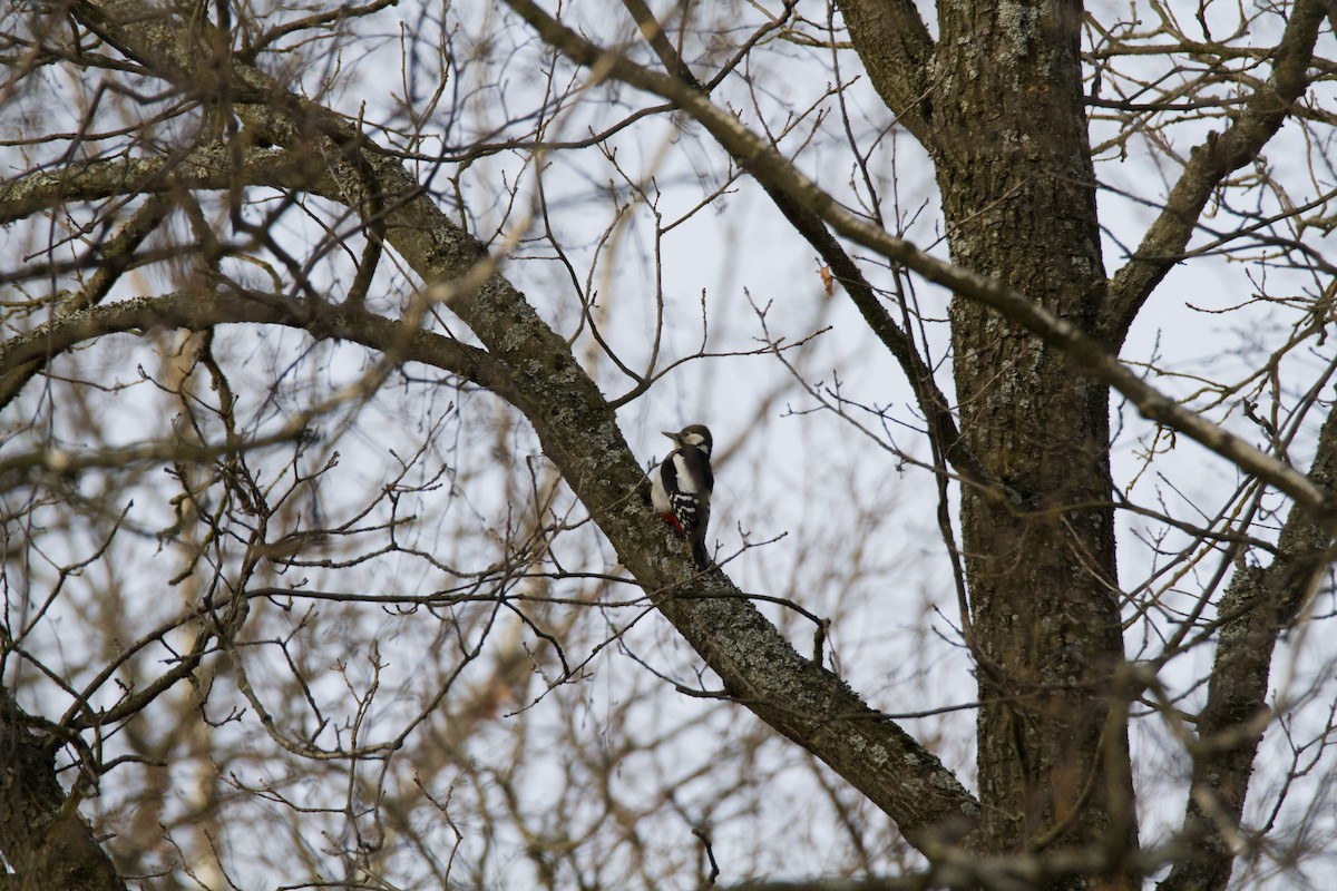 Great Spotted Woodpecker - ML618725919