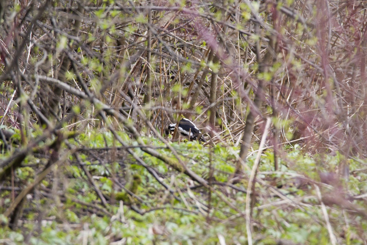 Great Spotted Woodpecker - ML618725920