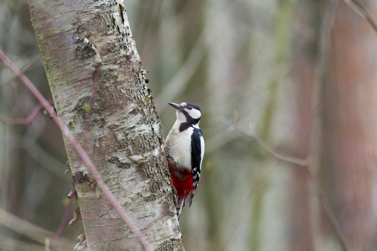 Great Spotted Woodpecker - ML618725922