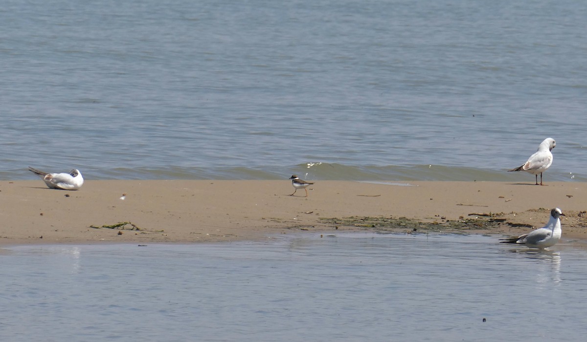 Common Ringed Plover - ML618725933