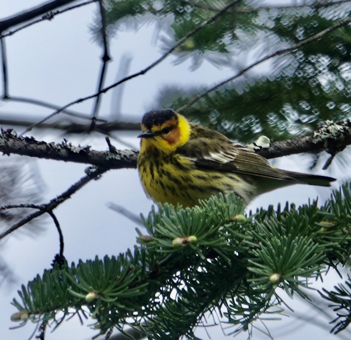 Cape May Warbler - ML618725939