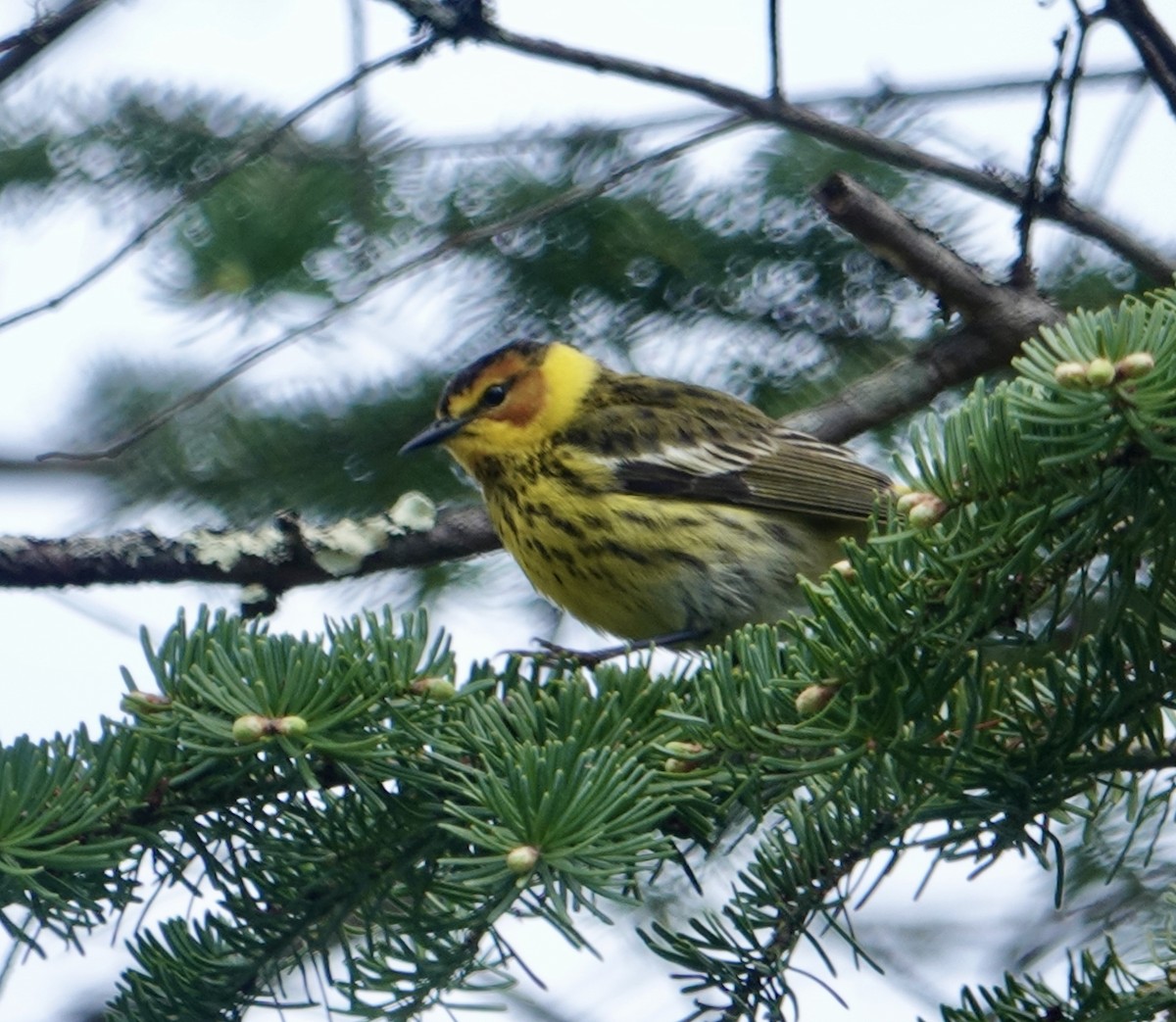 Cape May Warbler - ML618725940
