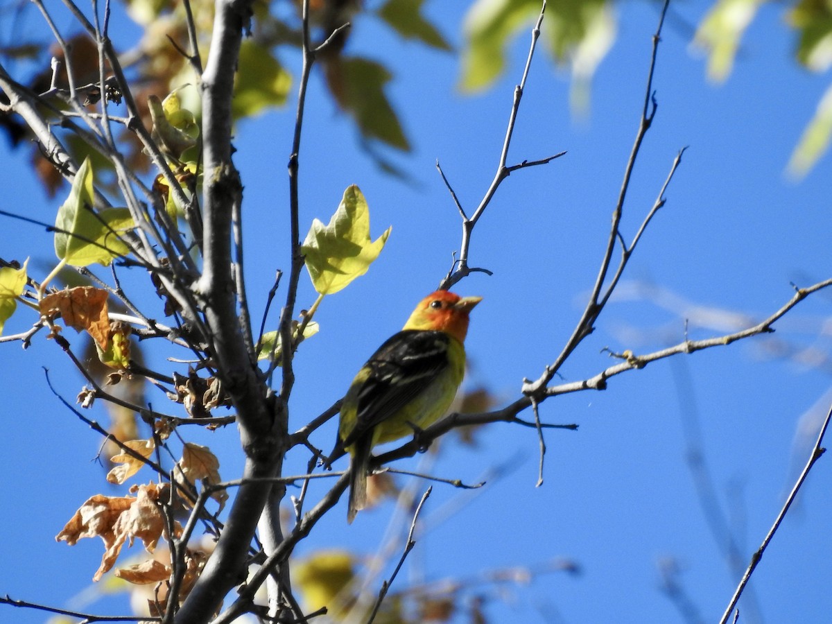 Western Tanager - ML618725948