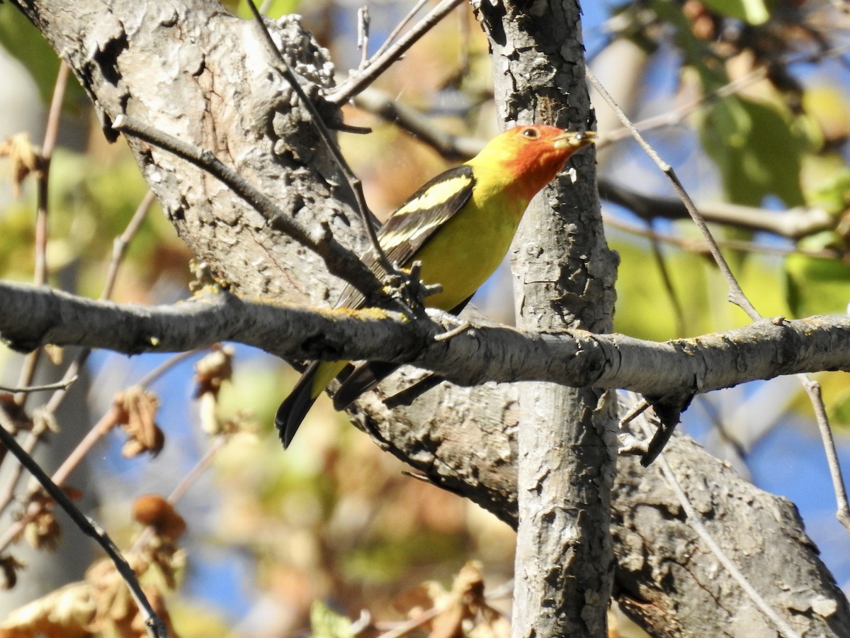 Western Tanager - ML618725959