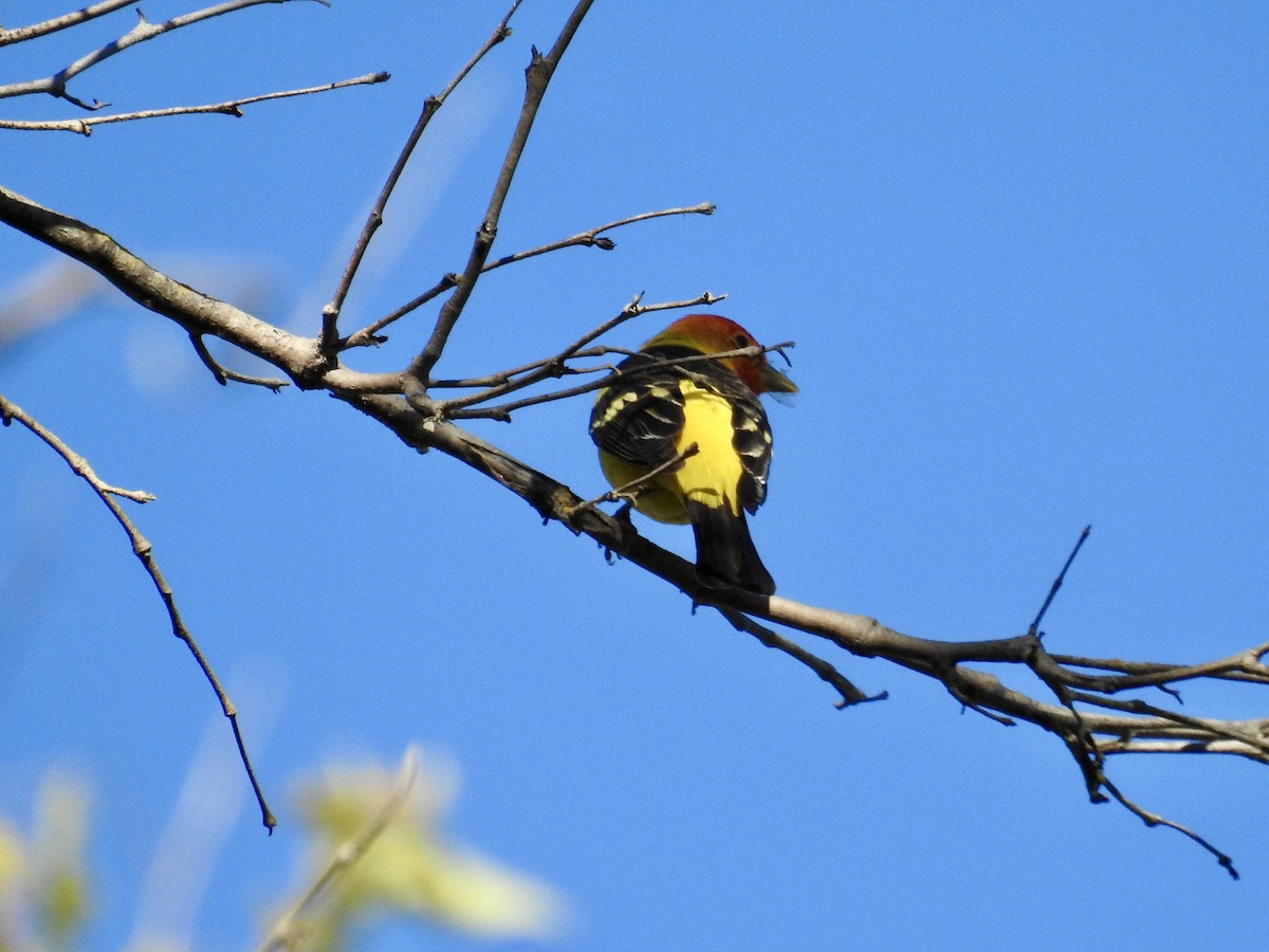 Western Tanager - Erin Holle