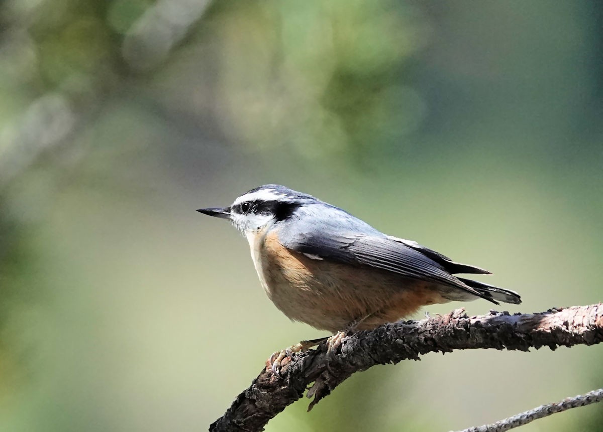Red-breasted Nuthatch - ML618725968