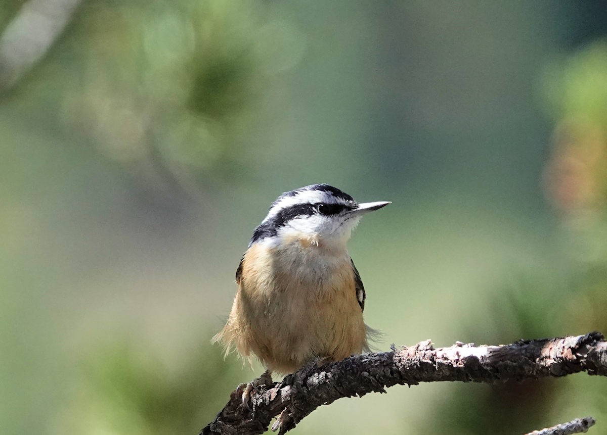 Red-breasted Nuthatch - ML618725972
