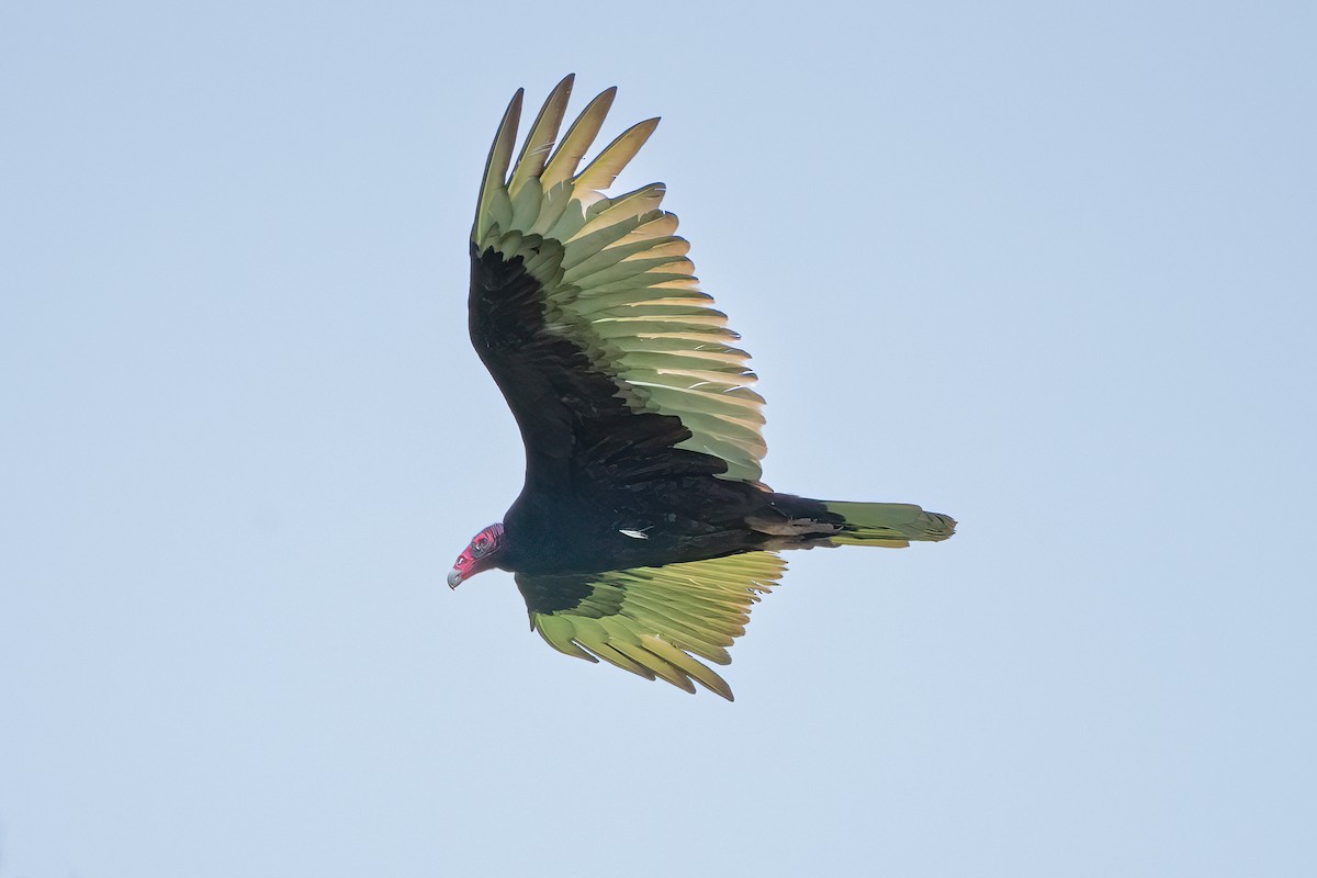 Turkey Vulture - ML618725974