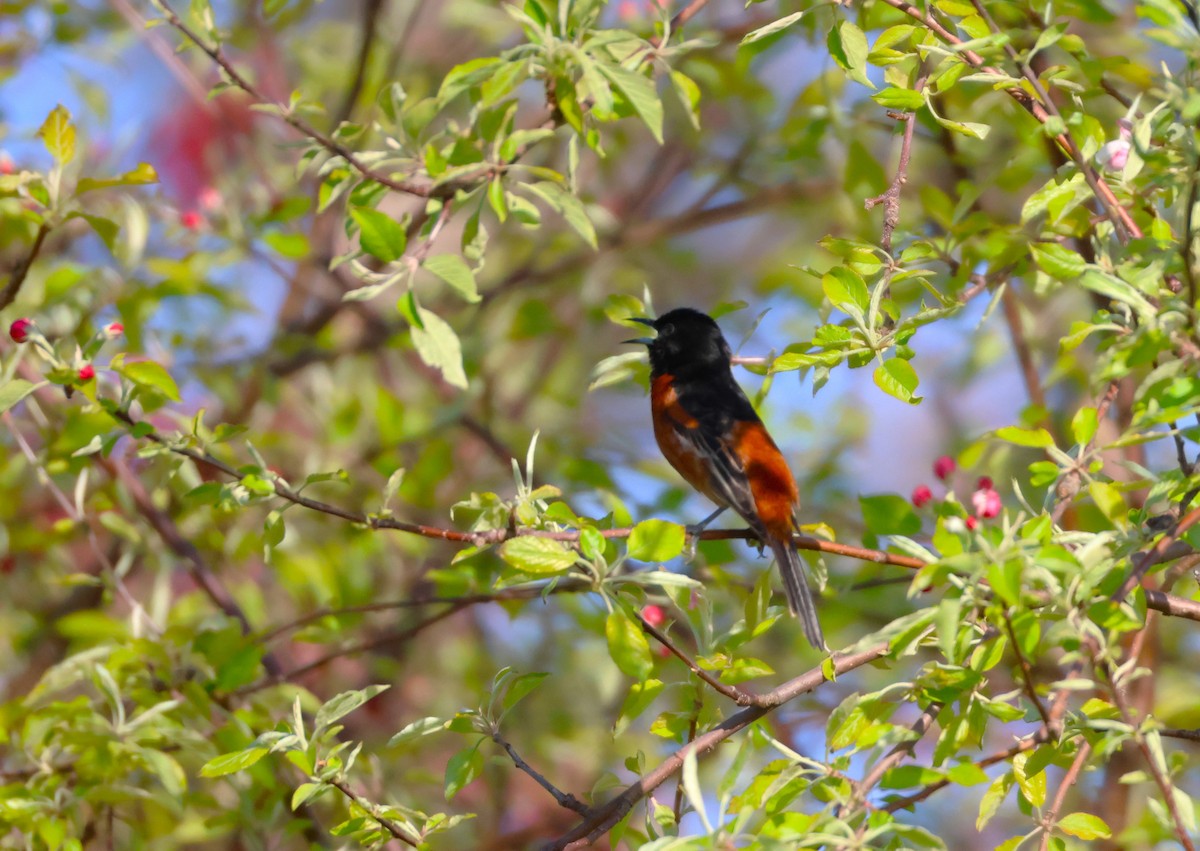 Orchard Oriole - ML618725989