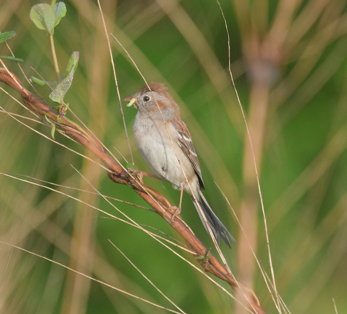 Field Sparrow - ML618726007