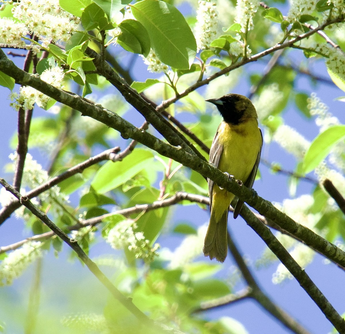 Orchard Oriole - ML618726017
