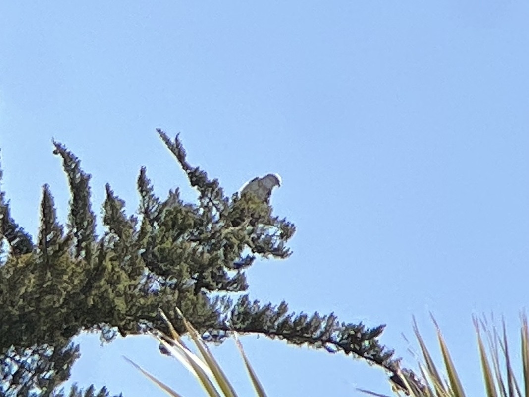 White-tailed Kite - ML618726019