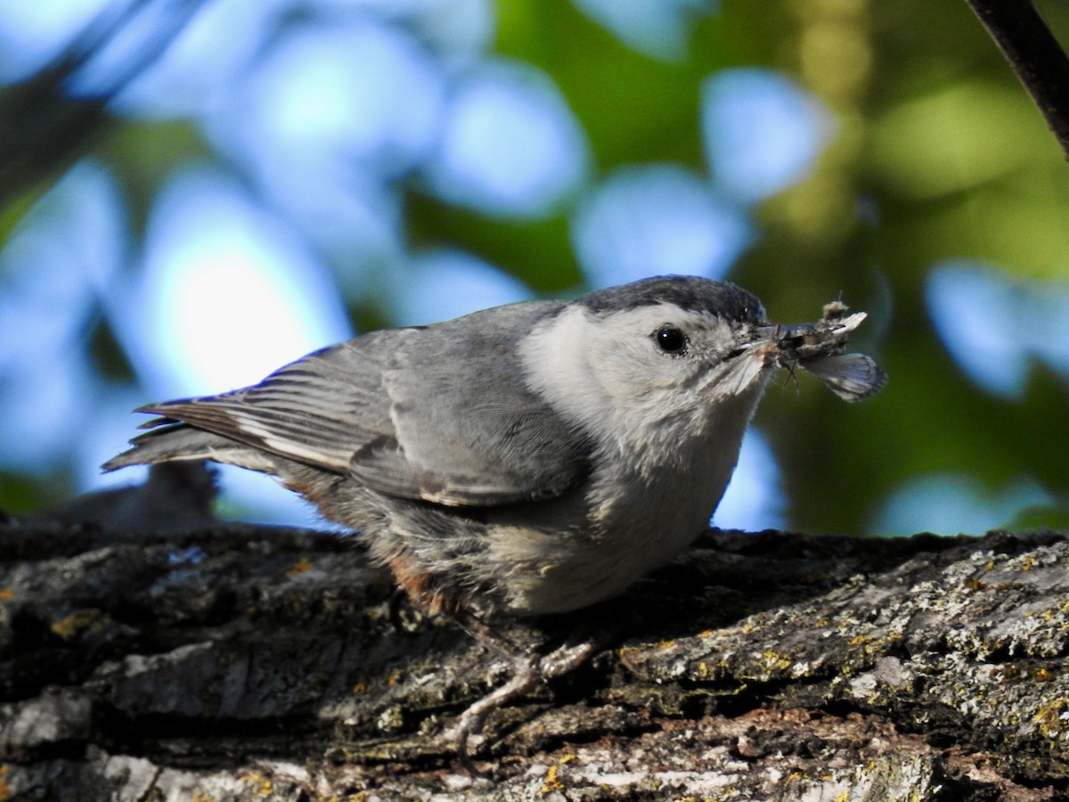 White-breasted Nuthatch - ML618726021