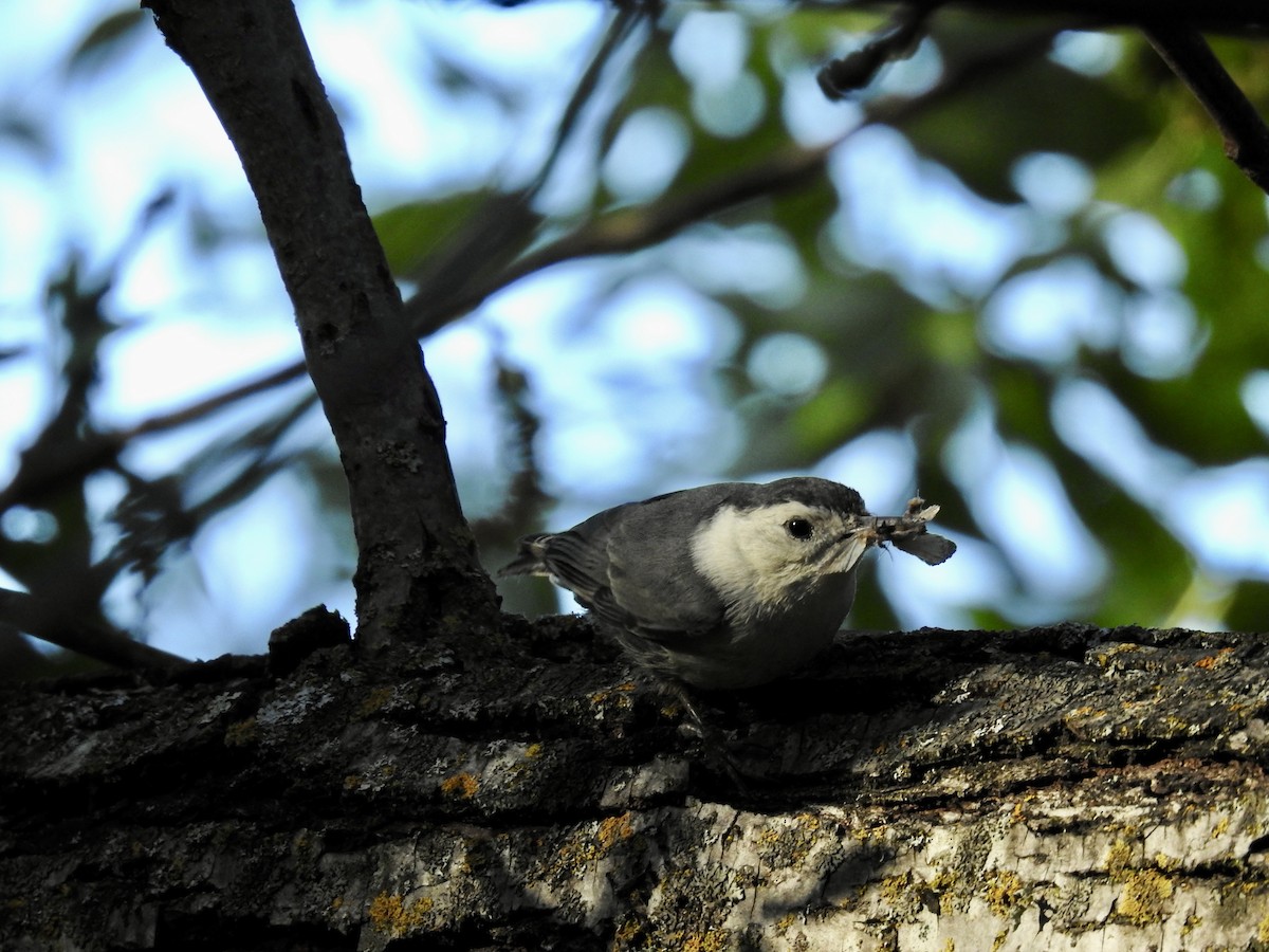 White-breasted Nuthatch - ML618726027