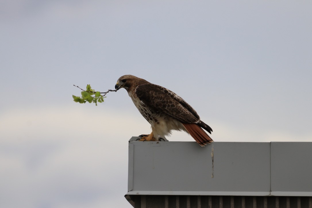Red-tailed Hawk - ML618726039
