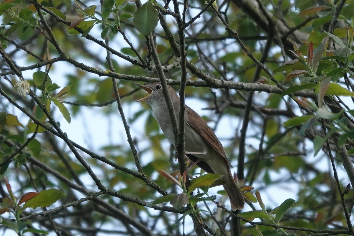 Common Nightingale - ML618726117