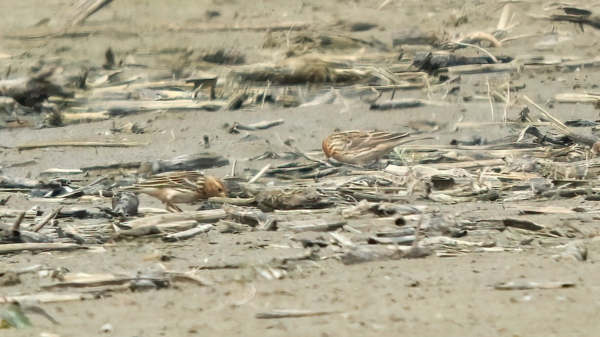 Red-throated Pipit - ML618726167