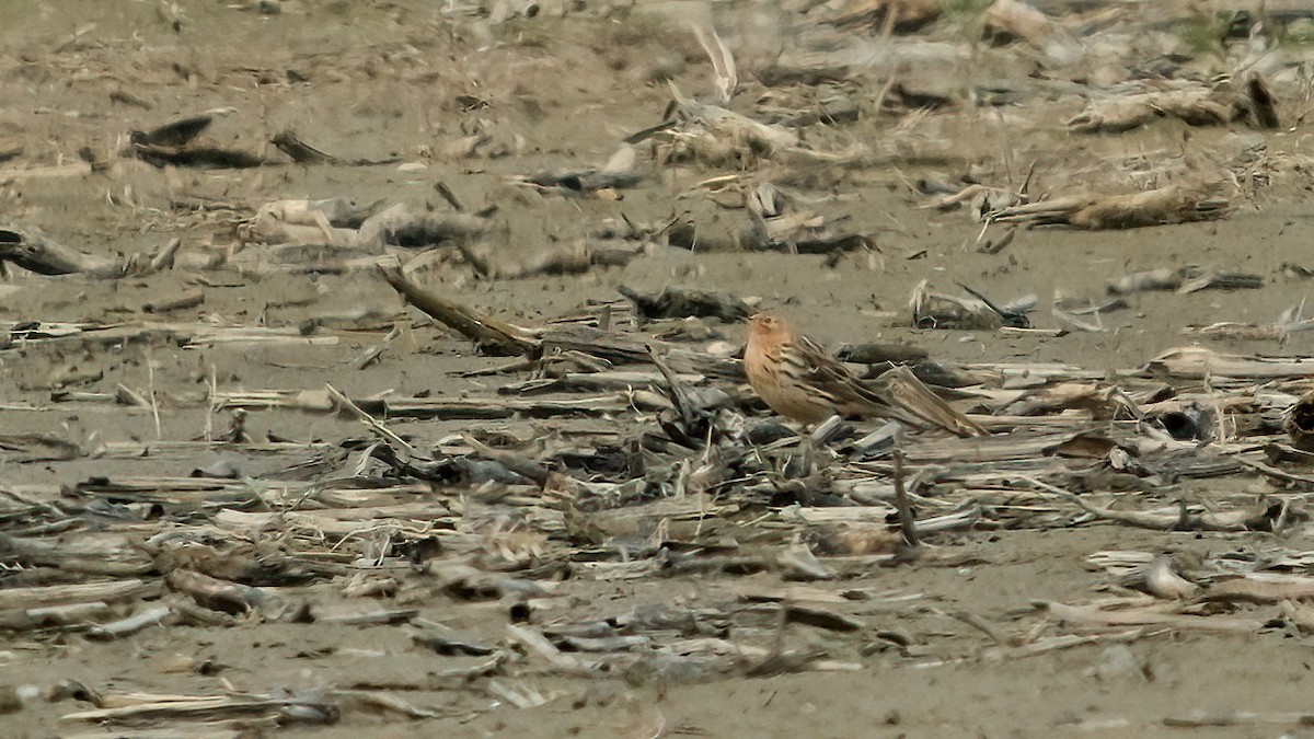 Red-throated Pipit - ML618726168