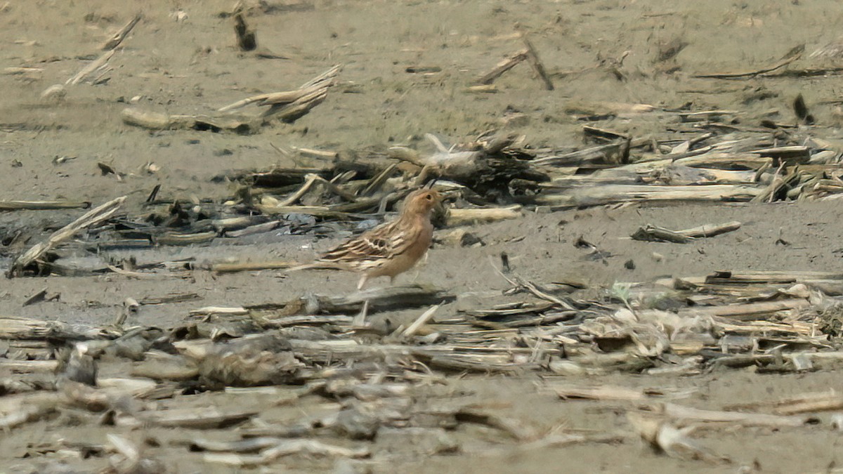 Red-throated Pipit - ML618726169